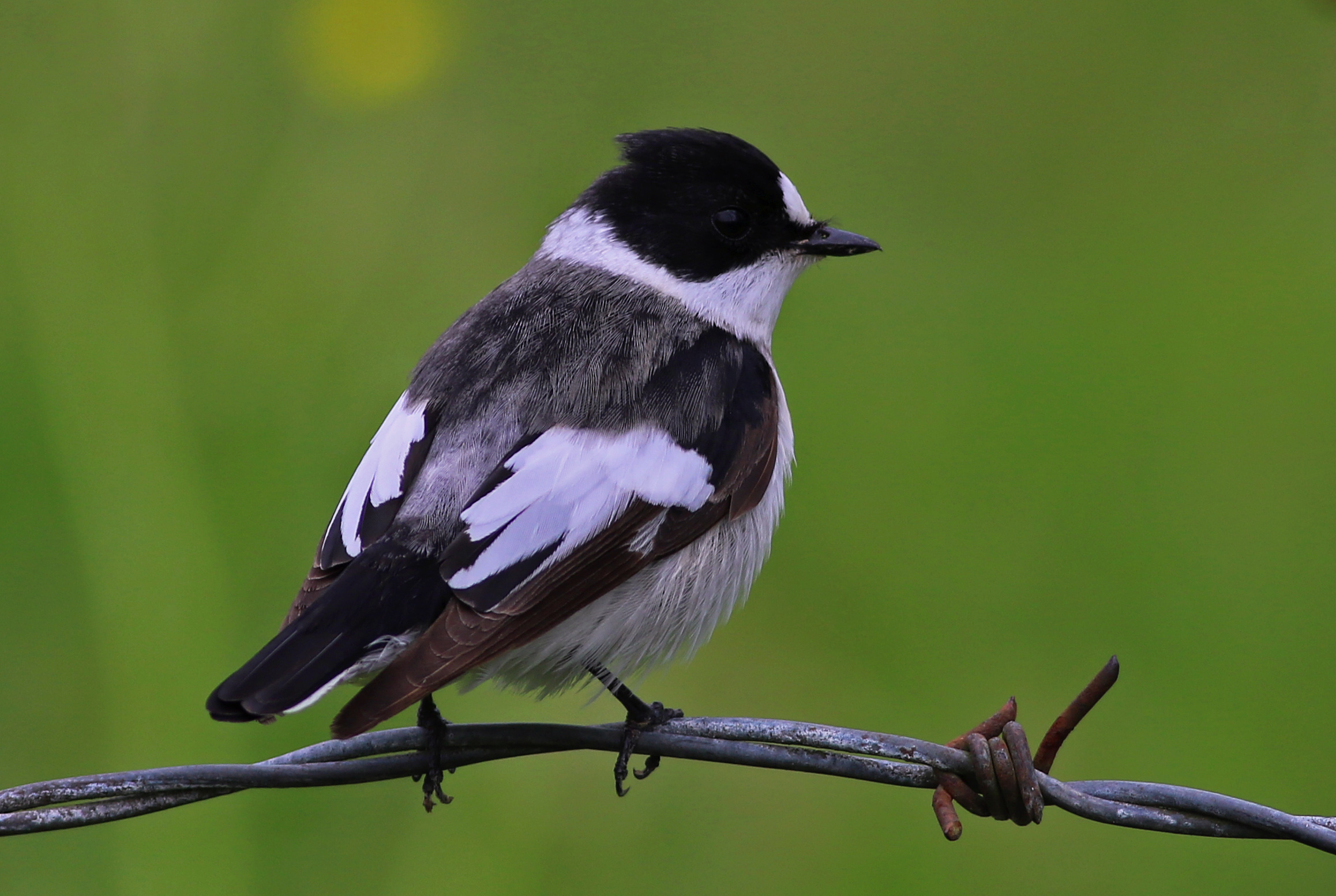 Collared Flycatcher